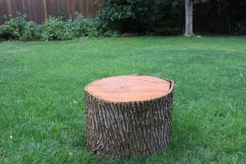 Tree stump Foto stock