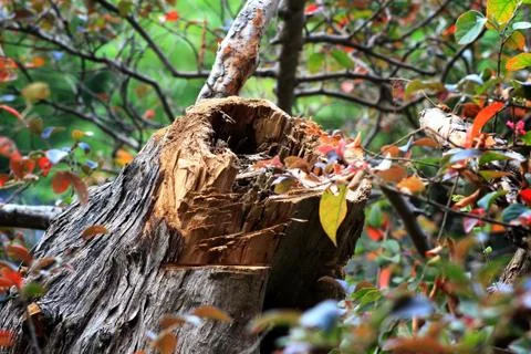 Tree stump Stock Photos