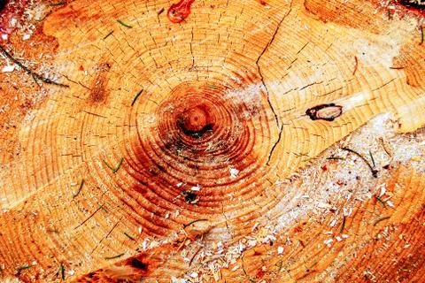 Tree stump Foto stock