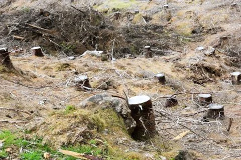 Tree stump Stock-Fotos