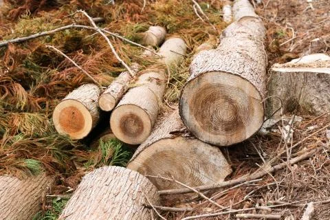 Tree stump Stock-Fotos