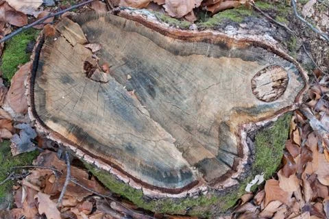 Tree stump Stock Photos