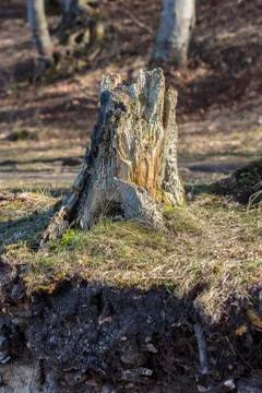 Tree stump Stock-Fotos