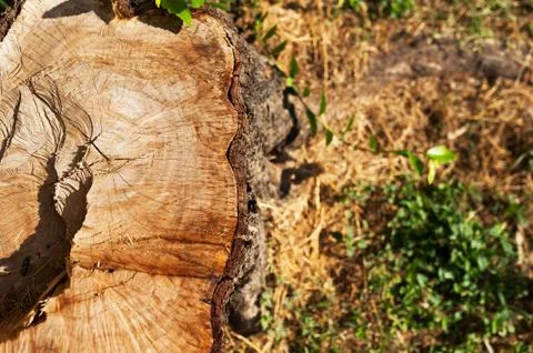 Tree stump Stock Photos