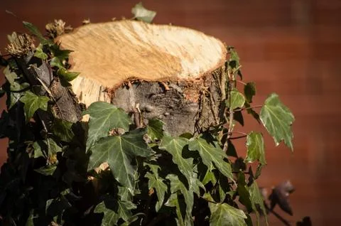 Tree Stump Stock Photos