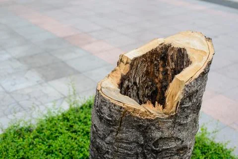 Tree stump Stock Photos