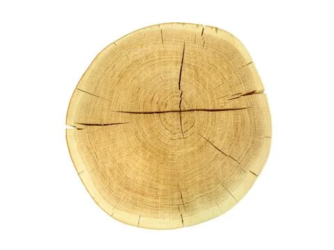 Tree stump Stock Photos