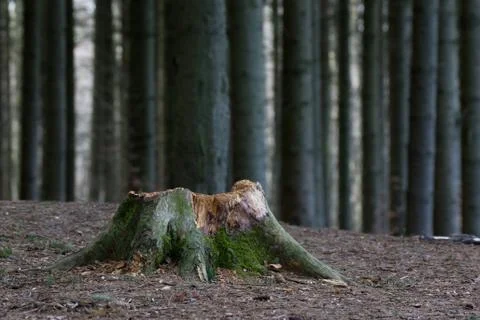 Tree Stump Stock Photos