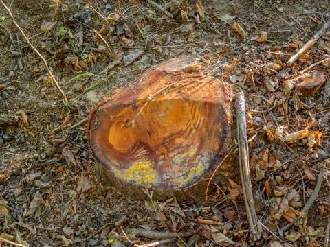 Tree stump Stock Photos