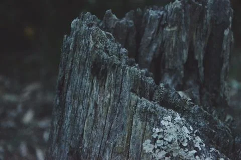 Tree stump Foto stock