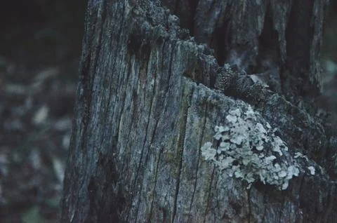 Tree Stump Stock Photos