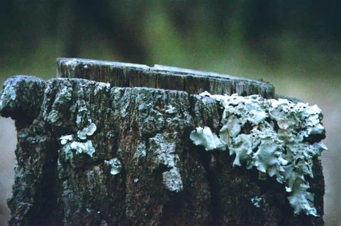 Tree Stump Stock Photos