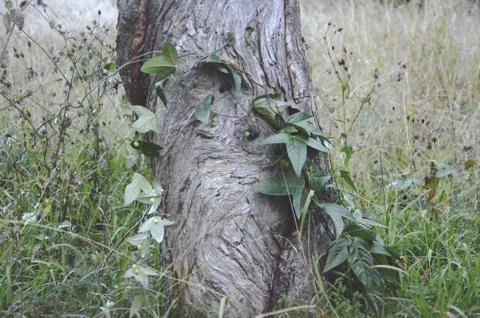 Tree Stump Stock Photos