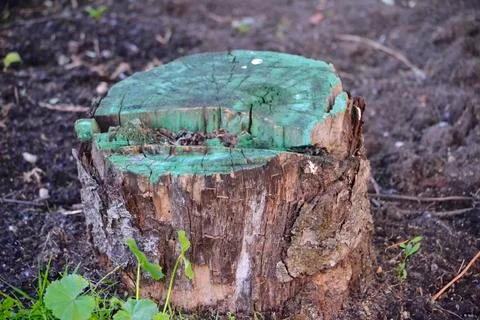 Tree Stump Stock Photos