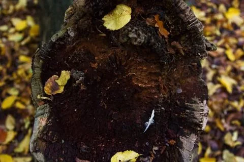 Tree Stump Stock Photos
