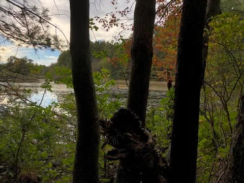 Tree stump Stock Photos