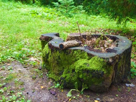 Tree stump. Stock Photos