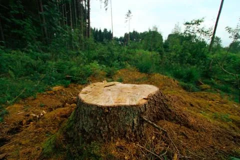 Tree stump Foto stock