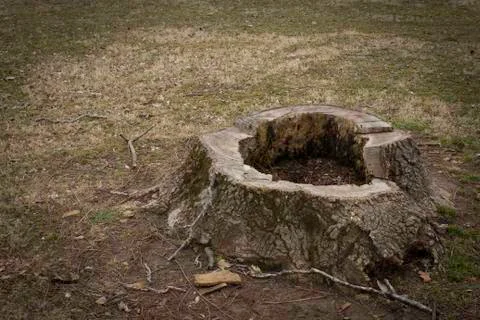 Tree Stump Stock Photos
