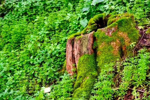 Tree stump Stock Photos