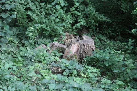 Tree stump Stock Photos