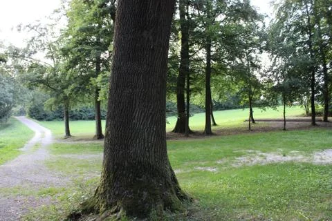 Tree stump Foto stock