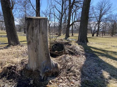 A Tree Stump Stock Photos