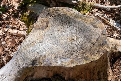 Tree Stump Stock Photos