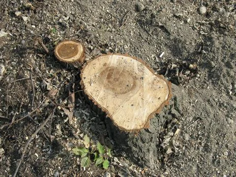 Tree stump Stock-Fotos