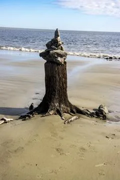 Tree stump Stock Photos