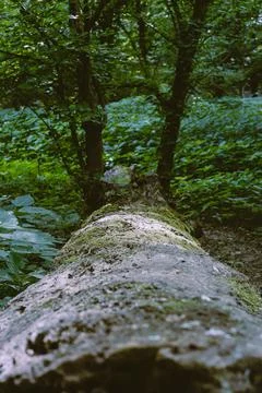Tree stump Stock Photos