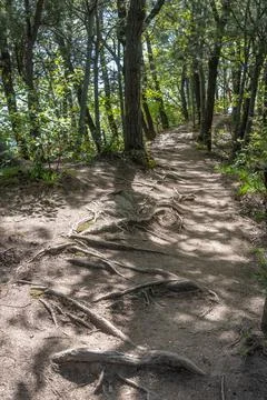Tree stump Stock Photos