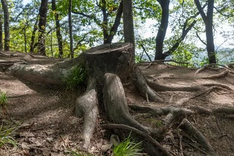 Tree stump Stock Photos