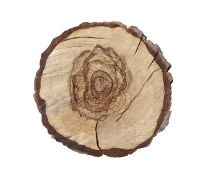 Tree stump 스톡 사진