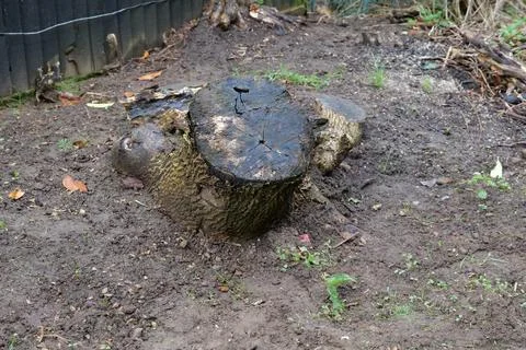 Tree stump Stock Photos