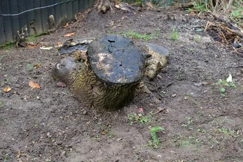 Tree stump Stock Photos