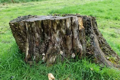 Tree stump Stock Photos