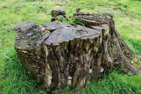 Tree stump Stock Photos