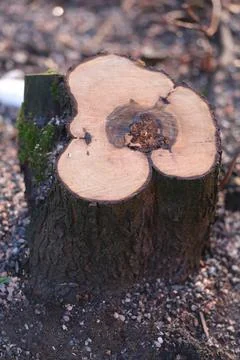 Tree stump Stock Photos
