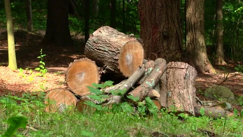 TREE STUMP PILE Stock Footage 179469692