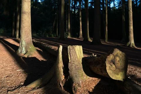 Tree stump in pine forest Stock Photos