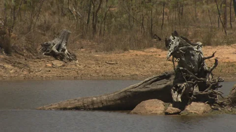 Tree Stump In Pond Stock Footage 34798653