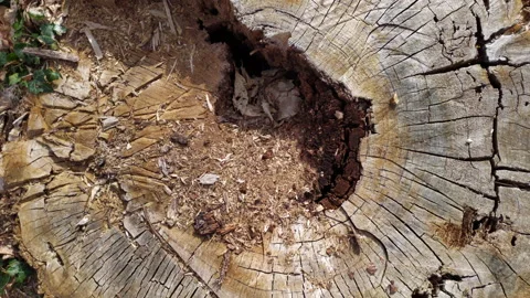 Tree stump remaining after it has been cut and fell, cracked and showing wood Stock Footage 232959097