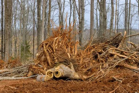 Tree stump removal the digging out of trunk roots with in preparing land for  Stock Photos