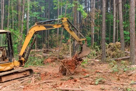 Tree stump removal roots into forest with preparing land for housing new complex Stock Photos