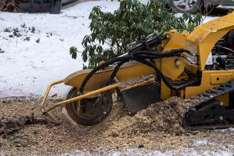 Tree stump removing process with yellow stump grinder Stock Photos