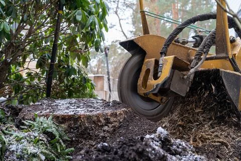 Tree stump removing process with yellow stump grinder Stock Photos