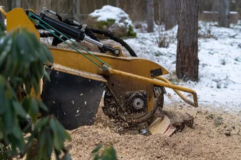 Tree stump removing process with yellow stump grinder Stock Photos