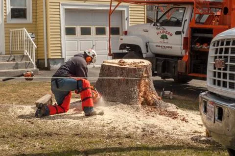 Tree stump resisting removal Stock Photos