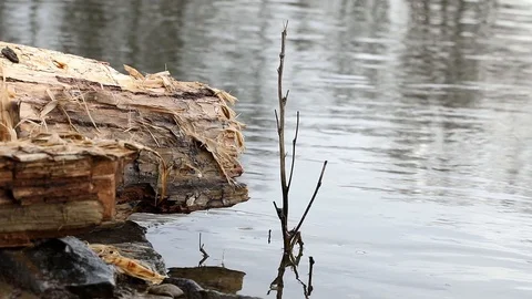Tree stump in the river. Stock Footage 123394316